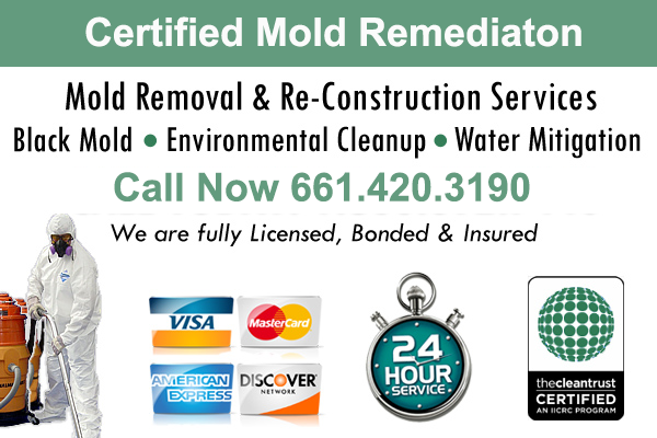 Mold Cleanup in Santa Clarita